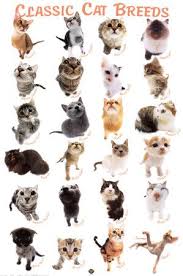 Cats are the elves of the animal kingdom. Feline Facts Cat Breeds With Pictures Cat Breeds Cute Cats