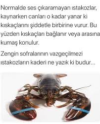 Hatice Pala Adli Kullanicinin Hayvanlar Alemi Panosundaki Pin 2020 Ale Bilgi Biliyor Muydunuz
