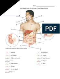 12 photos of the digestive system worksheet answers. Digestive System Organs Answers Digestion Human Digestive System