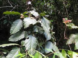 Image result for Cordia torrei