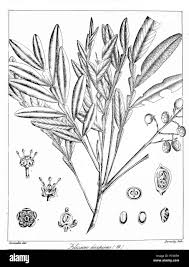 Image result for Filicium decipiens