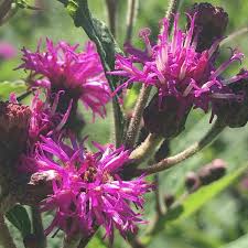 Image result for Vernonia zambiana