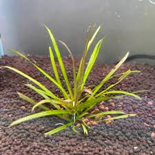 Image result for Blyxa