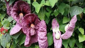 Image result for Aristolochia gigantea