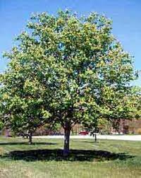 Ohio's state tree and the symbol for ohio state university's intercollegiate athletics, ohio buckeye trees (aesculus glabra) are the best known of the 13 species of buckeyes.other members of the genus include medium to large trees such as the horse chestnut (a. Ohio Buckeye Department Of Horticulture