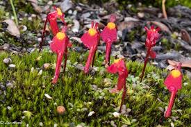 Image result for Utricularia appendiculata