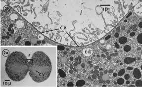 We did not find results for: Https Edoc Ub Uni Muenchen De 27541 1 Kraus Yvonne Pdf