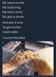 Pin By The P In Raspberry On Funny Cute Funny Animals I Lik The Bred Funny Animal Memes