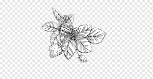Check spelling or type a new query. Ilustrasi Tanaman Putih Dan Hitam Sketsa Gambar Stroberi Liar Tanaman Dedaunan Yang Dilukis Dengan Tangan Lukisan Cat Air Dicat Daun Png Pngwing