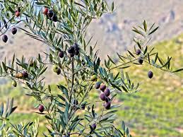 This plant has a medium flammability rating. Empowering Local Communities Olive Trees Spell Greener Days For Lower Dir S Farmers