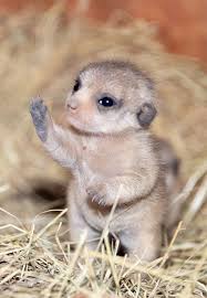 Miami Zoo Shares Meerkat Baby Photos And It S Enough To Cheer Up Your Day 11 Pics Baby Meerkat Baby Animals Cute Animals