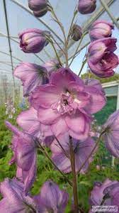 Maybe you would like to learn more about one of these? Perennial Lowaters Nursery Plants For Sale Online Perennials Perennial Plants