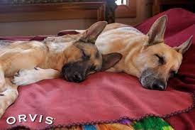 Why Do Dogs Sleep So Much Orvis News