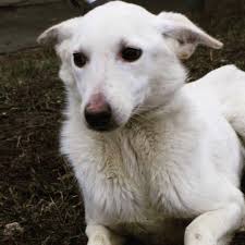 pin auf harkovskij municipalnyj priyut dlya bezdomnyh zhivotnyh