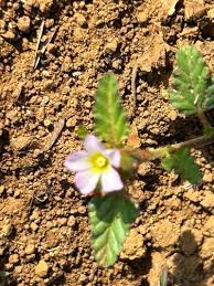 Image result for Melochia corchorifolia