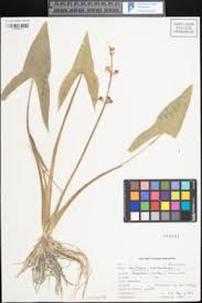 Image result for Limnophyton angolense