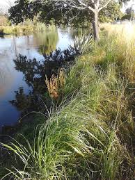 Image result for Cenchrus macrourus