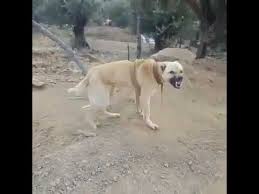 Kangal La Kurdun Ciftlesmesi Sonucu Olusan Kopek Youtube