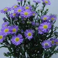 Aster Montecasino Purple Fillers Aster Flower Lavender Flowers Wholesale Flowers