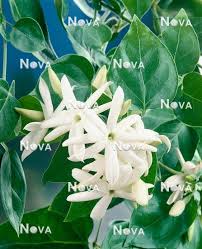 Image result for Jasminum stenolobum
