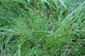 Image result for Isolepis setacea