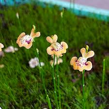 Image result for Utricularia scandens