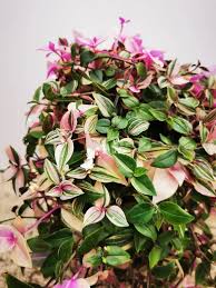 Image result for Tradescantia
