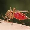 Malaria definition malaria is a serious infectious disease spread by certain mosquitoes. 1