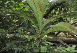 Image result for Campylospermum