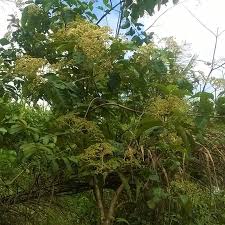 Image result for Harungana madagascariensis