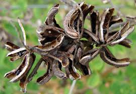 Image result for Indigofera subulata