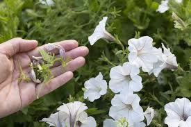 Pin On Gardening