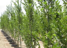 Big trees today in hillsboro offers columnar european hornbeam for shelter from sunlight in the heat of the summer. Where Not To Put The Pyramidal European Hornbeam Garden Gate Nursery