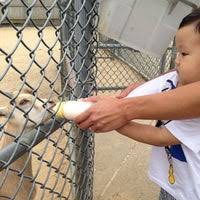 Located at 296 wading river manorville long island. The Animal Farm Petting Zoo 2 Tips