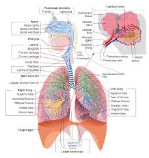Whether that person projects viral droplets on you; Respiratory System Wikipedia