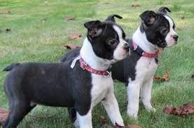 List Of Popular Boston Terrier Mixes With Pictures