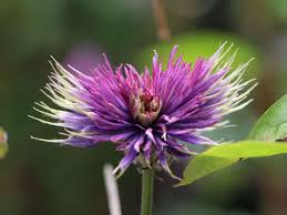Maybe you would like to learn more about one of these? Clematis Multi Blue Clematis Multi Blue Baumschule Horstmann