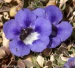 Image result for Aptosimum procumbens