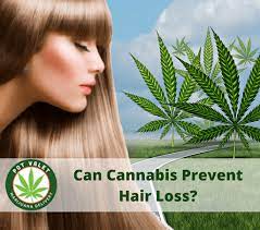 When the world is disturbed with news about drugs, drug lords, drug cartels, and whether these drugs are truly effective in relieving stress, the problem of hair loss stands paramount now with numerous exchanges on the internet some for and some against. Can Cannabis Prevent Hair Loss Marijuana Delivery Pot Valet