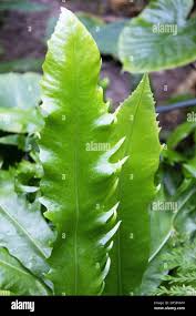 Image result for Microsorum punctatum