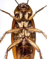 How could one insect smaller than a quarter contribute so much to life on. 170 Tree Of Life Cockroaches Ideas Cockroaches German Cockroach Roaches