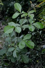 Image result for Searsia pyroides