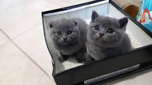 1 British Shorthair 1 Scottish Fold Yavru 19 02 2020 Dogumlular Kibristailan Com