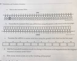 They also explore the concept of redundancy in the code, where some changes in dna result in no change in the final protein (silent mutations.) grade level: Solved Transcription And Translation Simulation A Here I Chegg Com