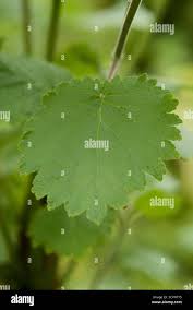 Image result for Tetradenia urticifolia