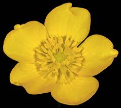 Image result for Ranunculus acris