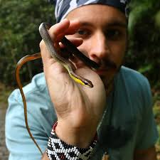 No final do arco-íris não tem um pote de ouro, mas sim uma jiboia, a  Jiboia-arco-íris-da-caatinga (Epicrates assisi). A mais simpática do gênero.