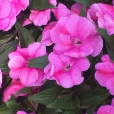 Image result for Impatiens burtonii
