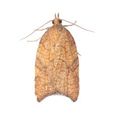 Image result for Scrobipalpula diffluella