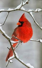 Image result for cardinal
